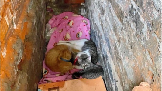 КОШКИ РЕНОВАЦИИ – спасаем котиков от погребения заживо
