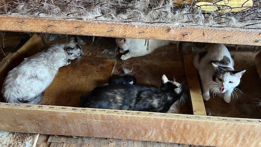 Судебная практика по делам о зоонакопительстве